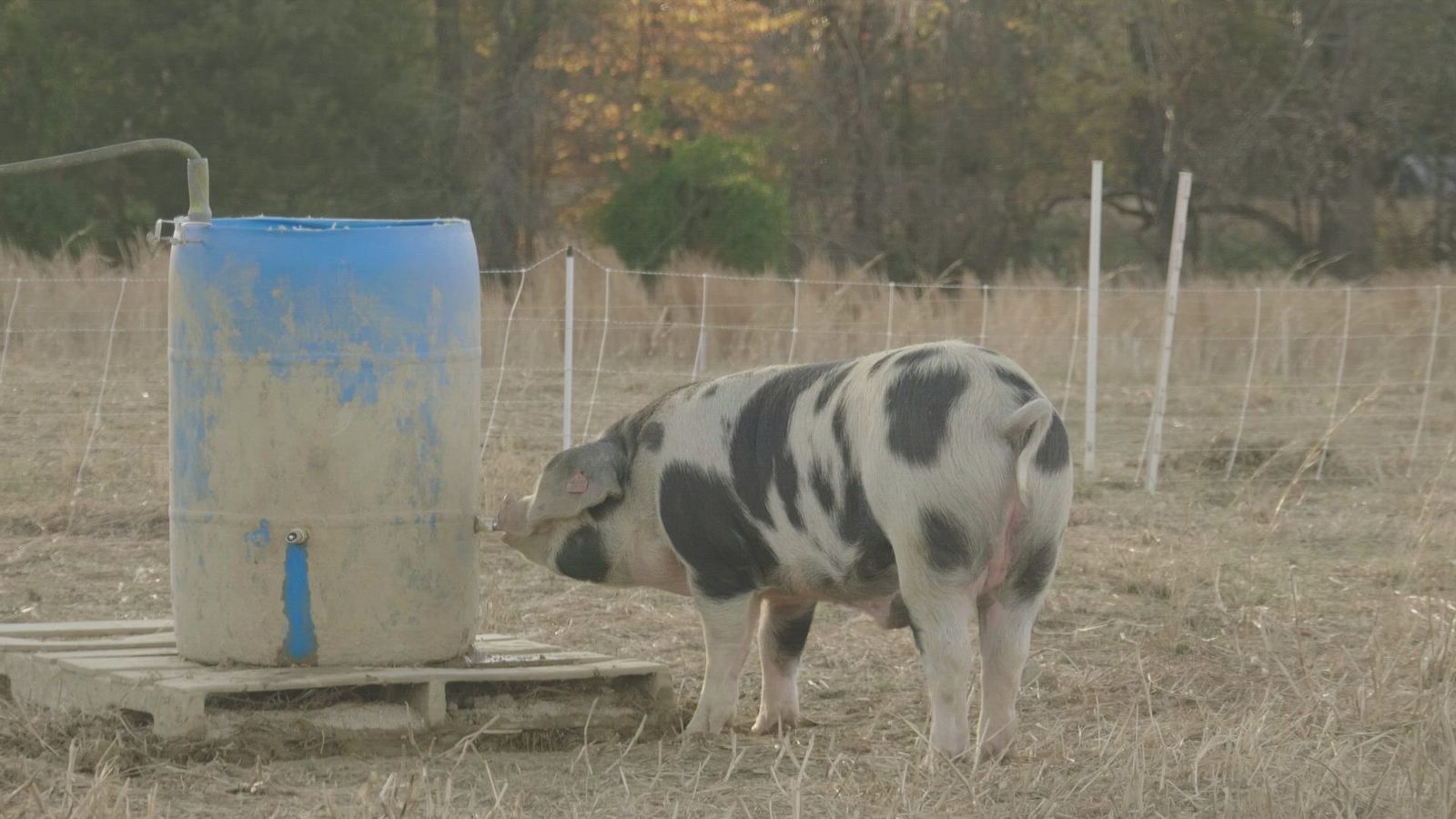 Unité de provenderie et nutrition animale moderne au Cameroun